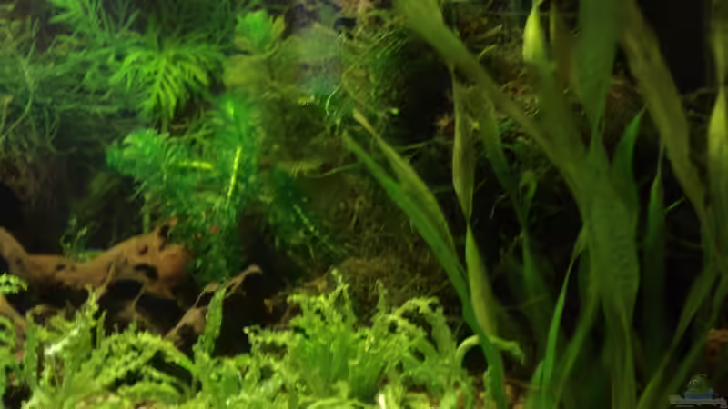 Rechte Seite von lunimami (3)