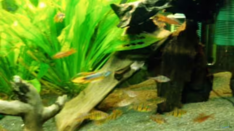 rechte Seite von MADNESS1.0 (13)