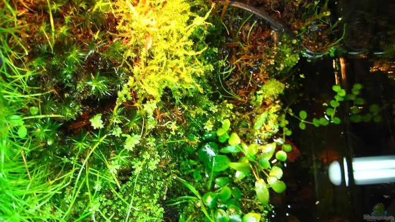 Rechte Seite von Manni 13 (13)