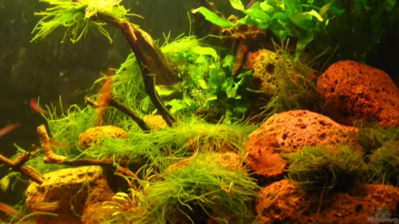 Rechte Seite von Manni 13 (2)