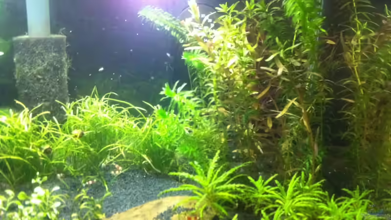 rechte Seite von Markus96 (4)