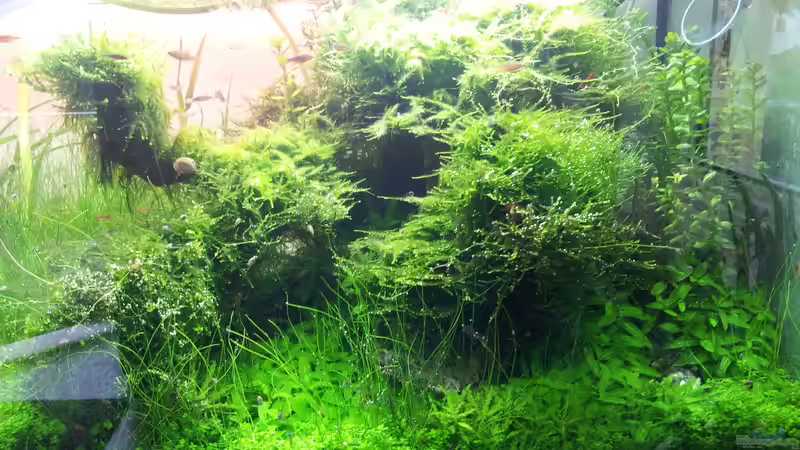 rechte Seite von Martin Lange (7)