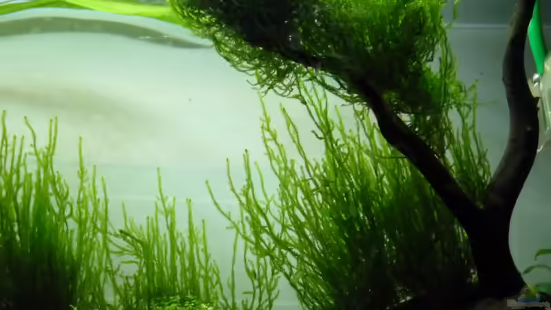 rechte Seite von Martin W. (4)