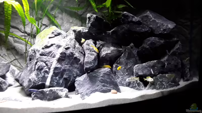 rechte Seite von MbunaTowers (8)