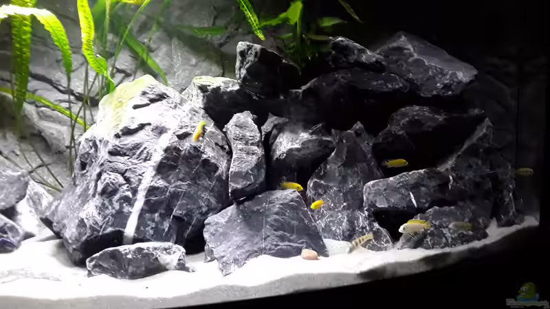 rechte Seite von MbunaTowers (9)