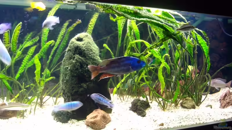 Rechte Seite von Michael H. (3)