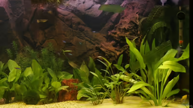 Rechte Seite von Michael Maier (4)