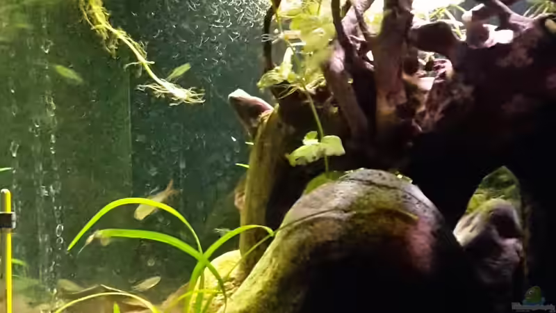 rechte Seite von mikeschchaos (2)