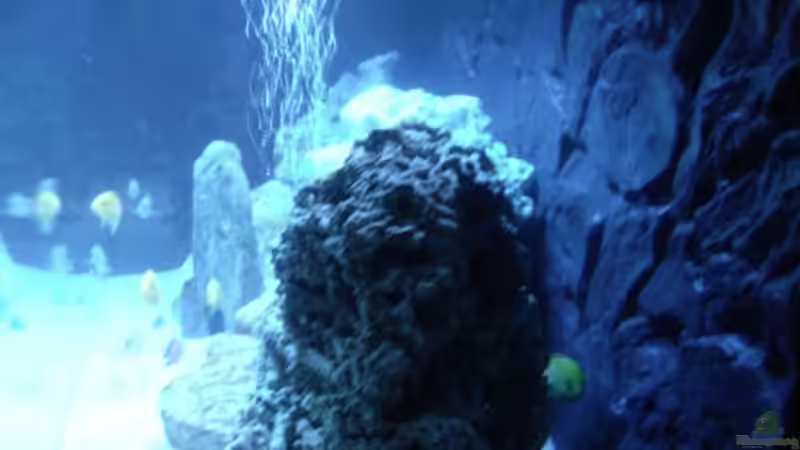 Rechte Seite von O.K. (6)