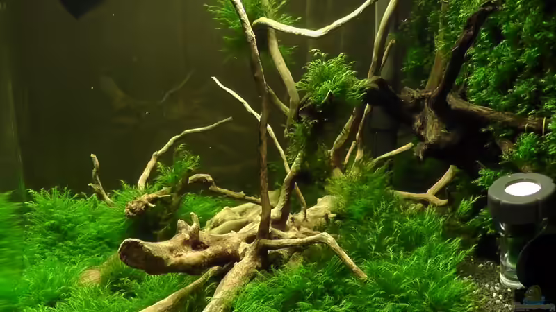 Rechte Seite von Pelzwanze (4)