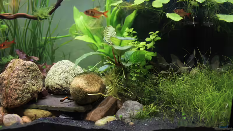 rechte Seite von Pfennigkraut (4)