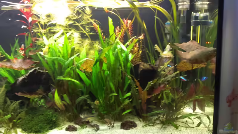 rechte Seite von Pflanzenfreund (5)