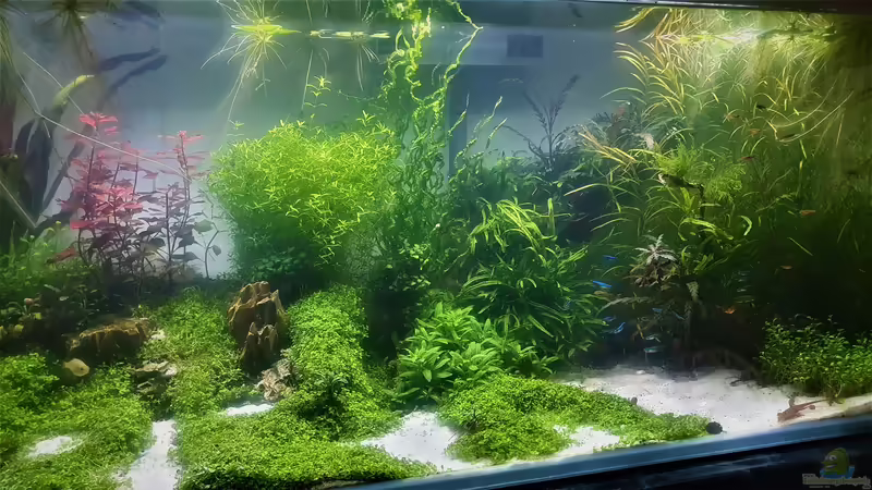 Rechte Seite von piet (11)