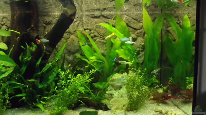 Rechte Seite von ReisKocherPilot (3)