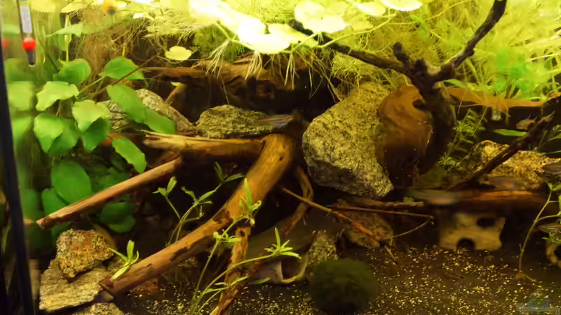 rechte Seite von Rootsman (2)