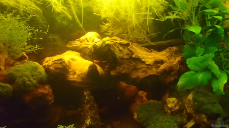 rechte Seite von Rootsman (2)