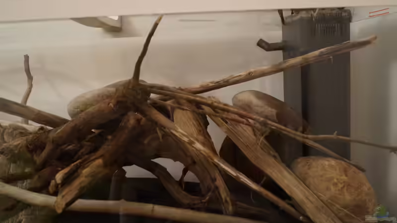 rechte Seite von Rootsman (3)