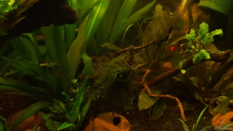 Rechte Seite von RX (3)