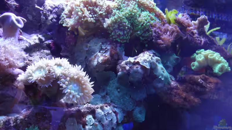 rechte Seite von Seewasserpanscher (16)