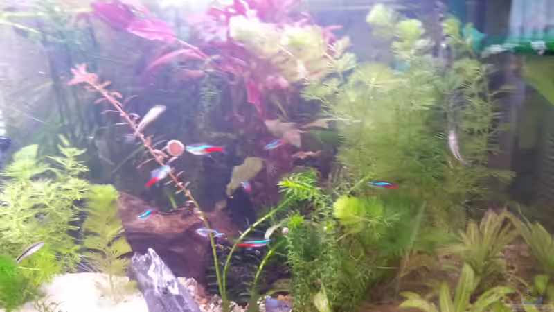 Rechte Seite von Snawatz (10)