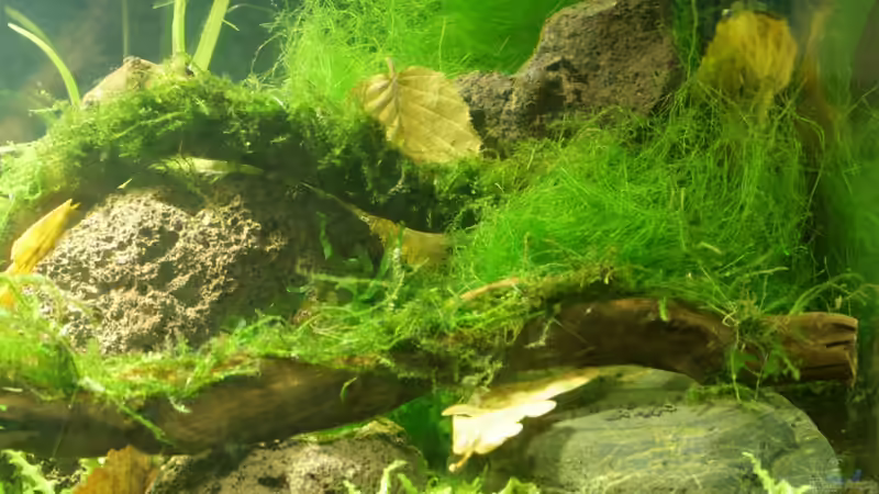 rechte Seite von SouthAmerica (14)