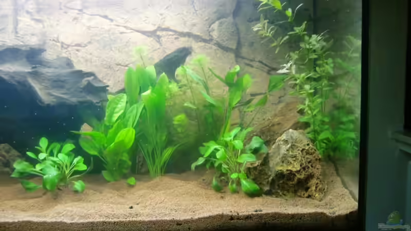 rechte Seite von SpL (3)