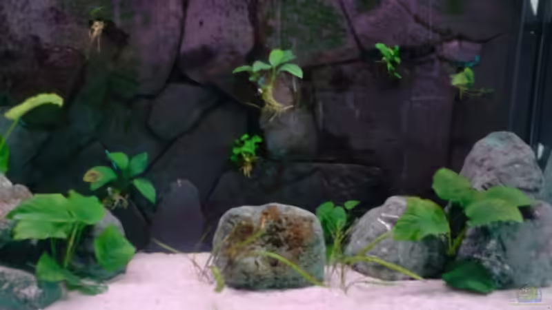 rechte Seite von Stefan Frank (3)