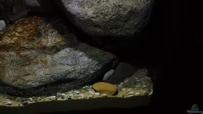 rechte Seite von StevenS (10)