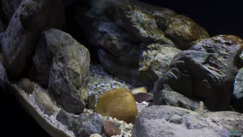 rechte Seite von StevenS (12)