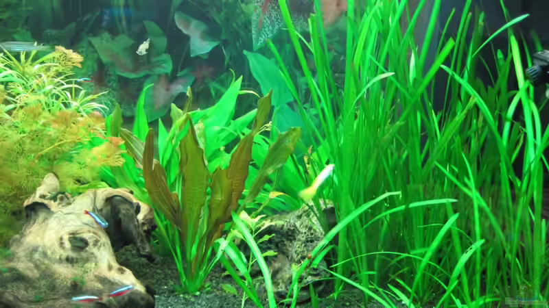 Rechte Seite von Streaknet (4)