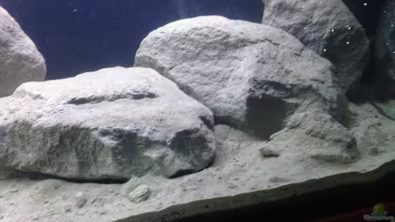 rechte Seite von Swenni (10)