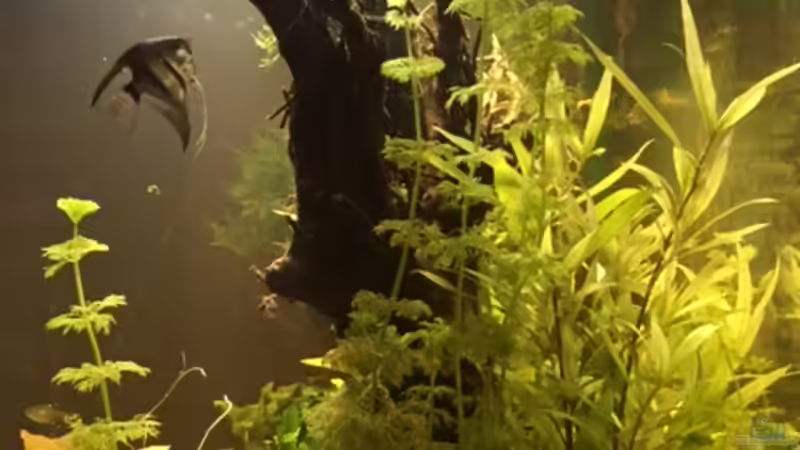 rechte Seite von Tarmina (10)