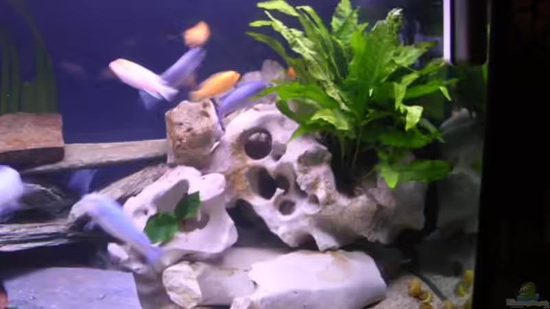 rechte seite von Thomas Neuhaus (6)