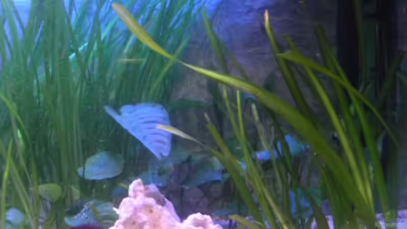 Rechte Seite von Thomas Schlechter (10)