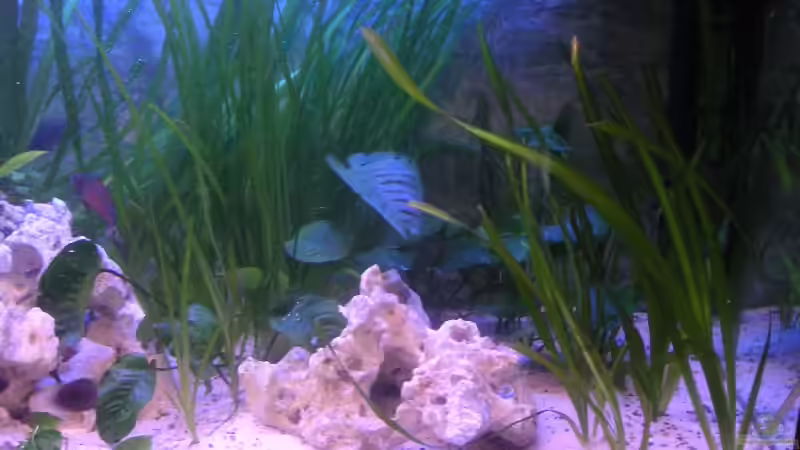 Rechte Seite von Thomas Schlechter (4)