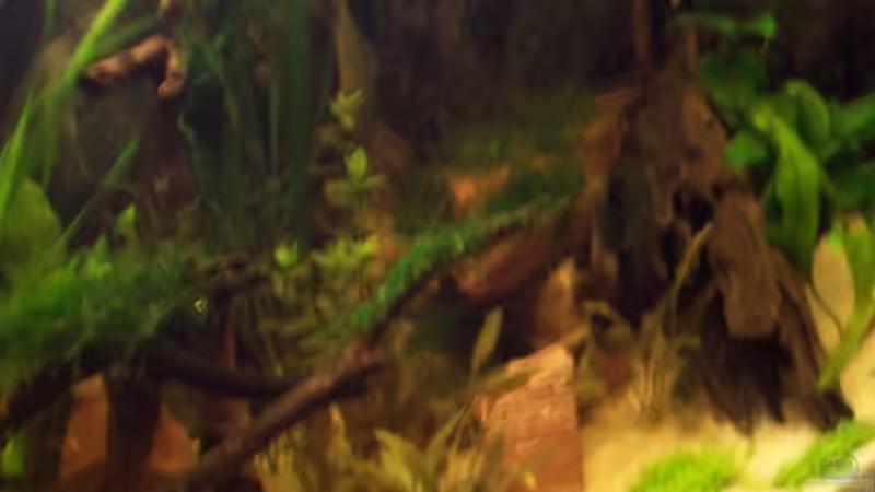 rechte seite von Timo Göhl (3)