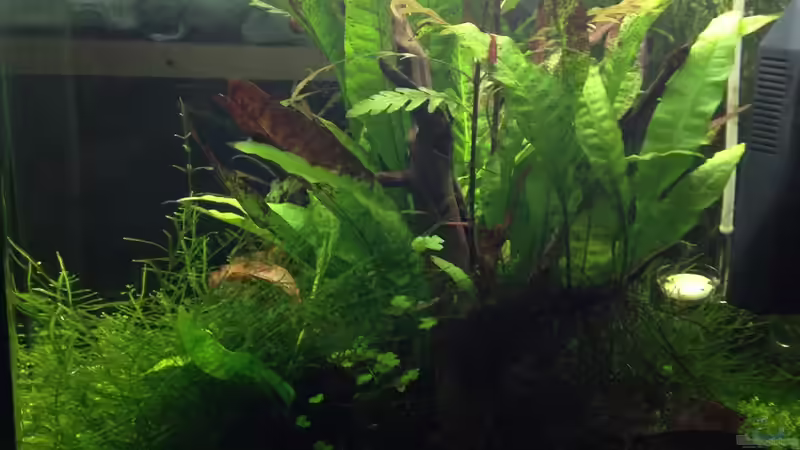 Rechte Seite von Tipfen (6)