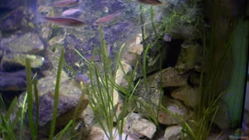 Rechte Seite von Tobias Geldhauser (4)