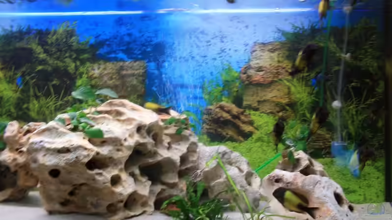 Rechte Seite von Turgut Sen (4)