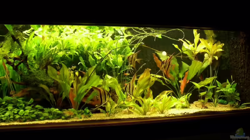 rechte Seite von Uwe Krowiorsch (4)