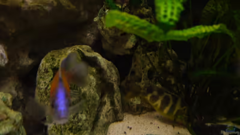 Rechte Seite von Volker Alms (4)