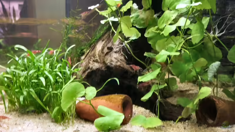 Rechte Seite von WSS (4)