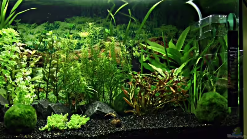 Rechte seite von Zwiebel (2)