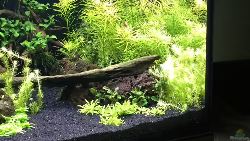 Rechte Seite Vordergrund  von Aquafreak1411 (2)