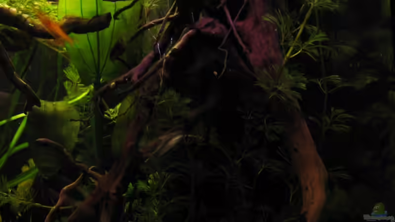 rechte Seite vorne von Jemafa (5)