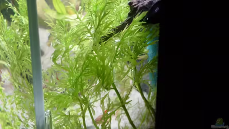 rechte Seitenansicht, zur Hälfte abgedunkelt wegen HMF von Bruce (5)