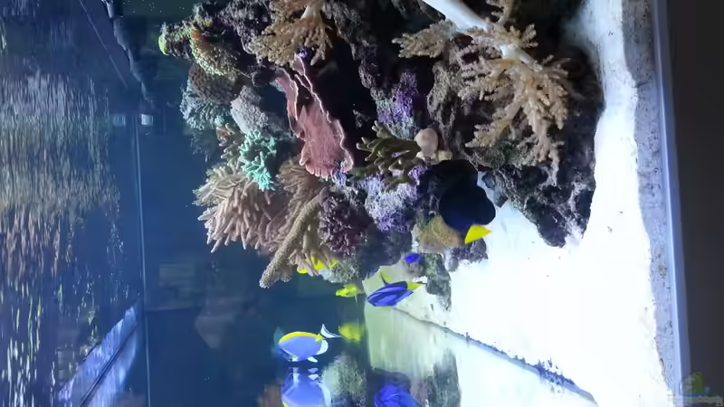 rechte Seitenansicht von meinen Beccken ! von urbi (108)