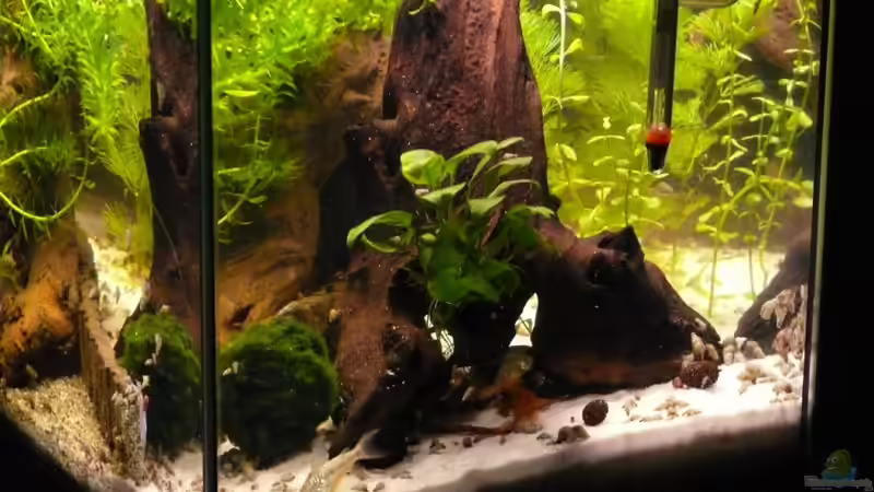 rechte Seitenscheibe von Der kleine Delfin (3)