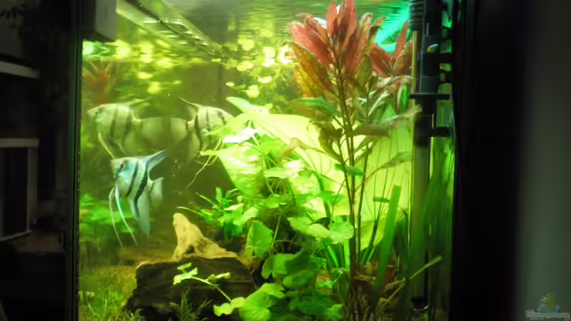 Rechte Seitenscheibe von Mario_83 (3)