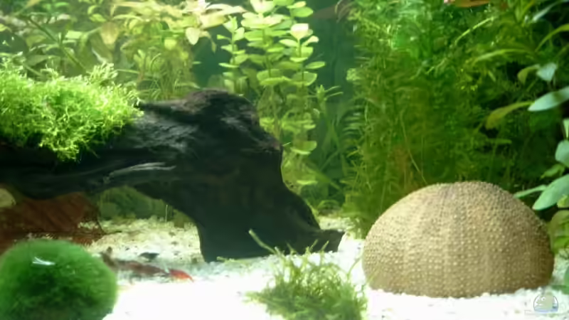 Rechte Teil des Aquariums von Diana Wolff (4)